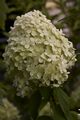 Hydrangea paniculata Limelight Hortensja bukietowa